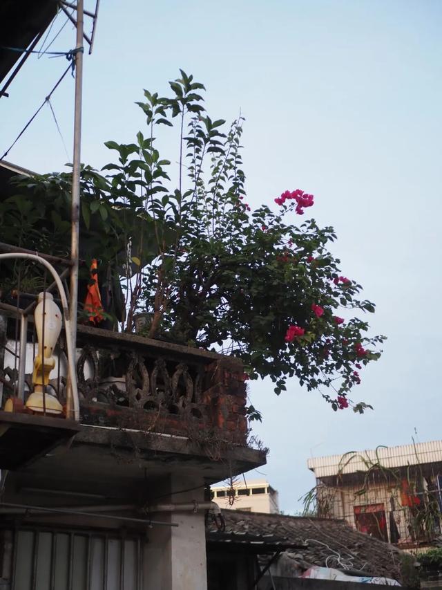 龙岗秋冬浪漫打卡指南来了！瀑布花海、空中花路…这份粉色攻略快收好！