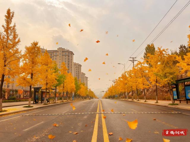 是心动啊~落叶缓扫 留住钢城限定版诗意