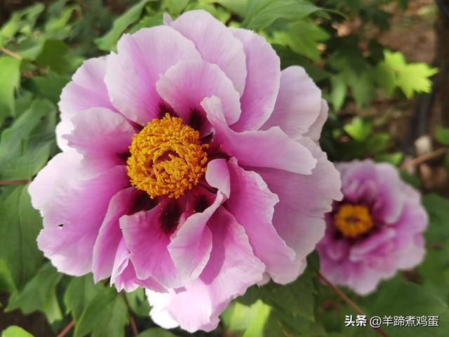 做几天洛阳人——游河南洛阳赏牡丹芬芳 总体概述（四）