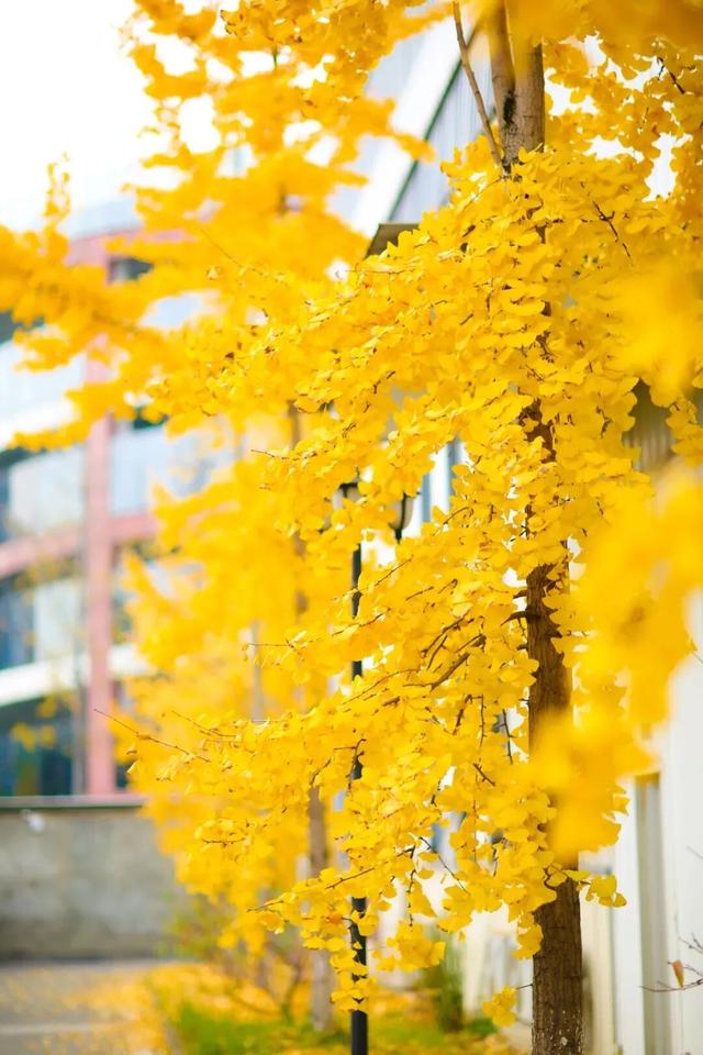 在眉山天府新区，“治愈”这个冬天！