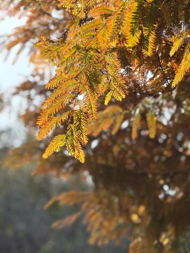 国家植物园赏秋