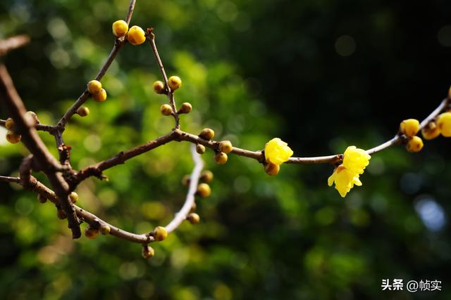 “蜡”么美“蜡”么香，上海公园蜡梅绽放即将迎来盛花期