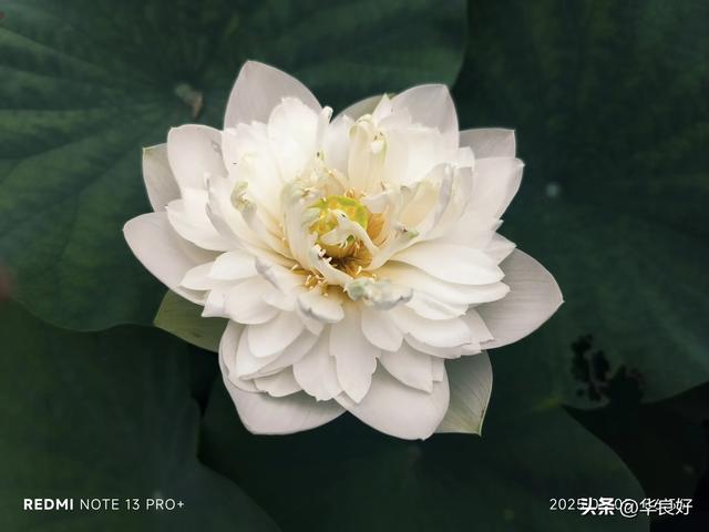 花艳叶新 “荷”你相遇——古漪园观荷记