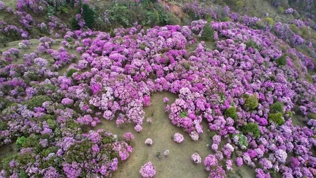 还没结束的花事，槽点太多了！