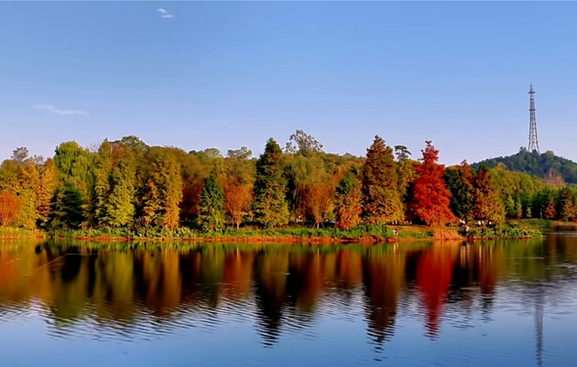 先收藏！成都1h直达最美水杉公园，小众人少、景美出片！