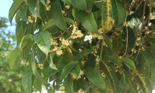 让整个柳江都“上头”的初冬味道，源头在这里