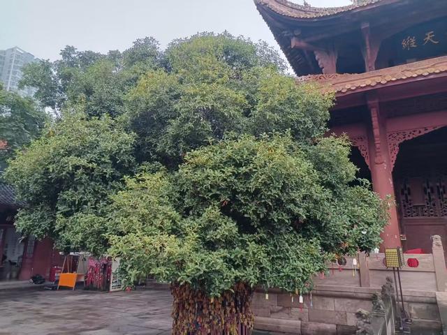 川渝再行记之二六 德阳篇之一 旌城德阳