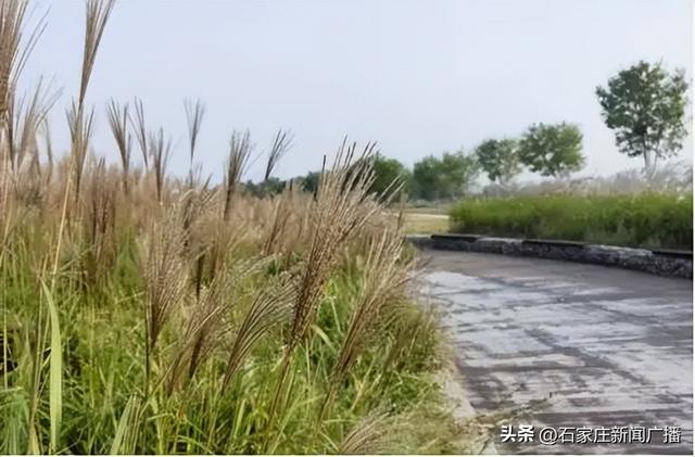 石家庄市城区赏秋最全指南，来啦！