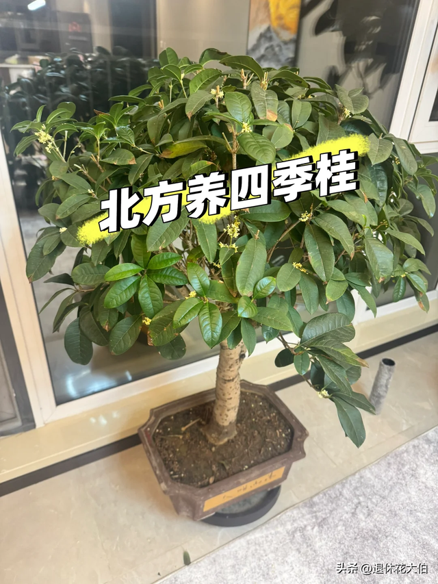 男子晒“8千棵巨大桂花树，震撼爆花”火了，网友：我要香迷糊了