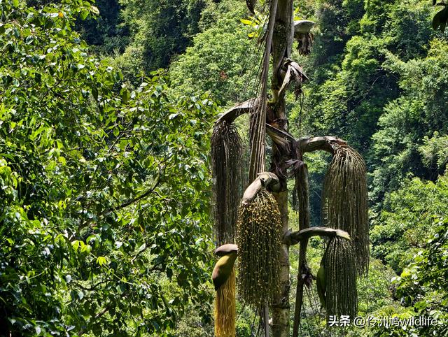 马来西亚(32)砂拉越州⑥世界遗产尼亚洞窟探险