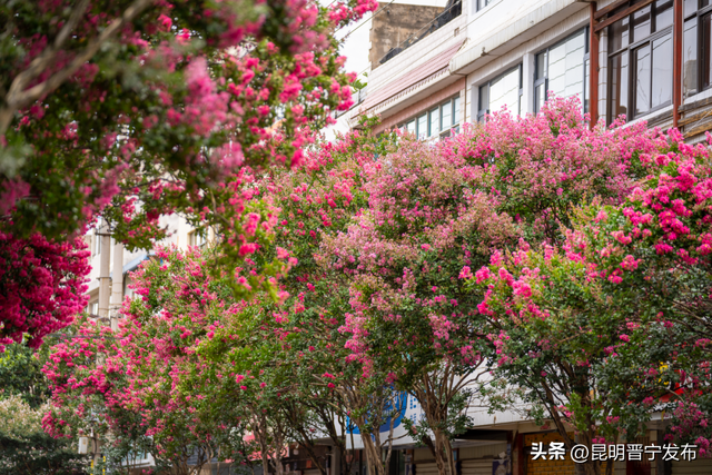 晋宁这条路，美得藏不住……