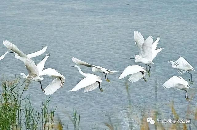 迷人又治愈！武平这片“秋日限定浪漫”即将迎来最佳观赏期~