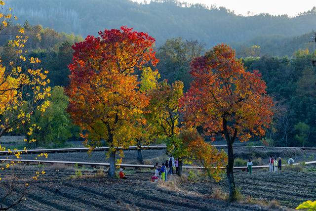 大别山中徐凤冲