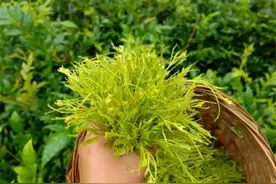 莓茶为什么叫莓茶？什么是莓茶？莓茶适合哪类人群喝？图片