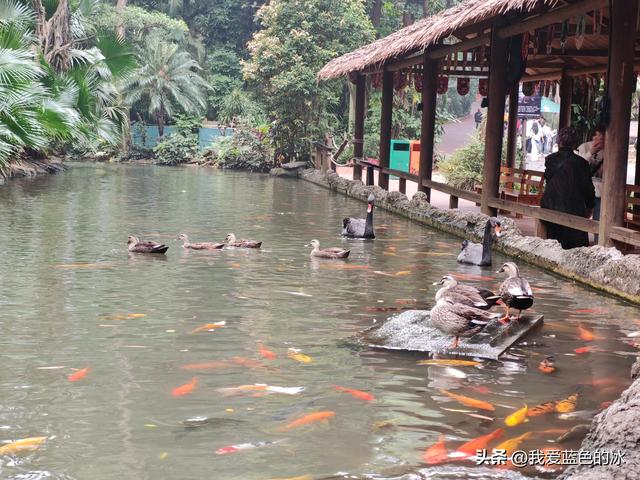 参观广州长隆野生动物园，全程感觉眼累手累腿不累