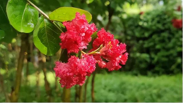 鹿泉：夏日雨后，公园里藏不住的花语