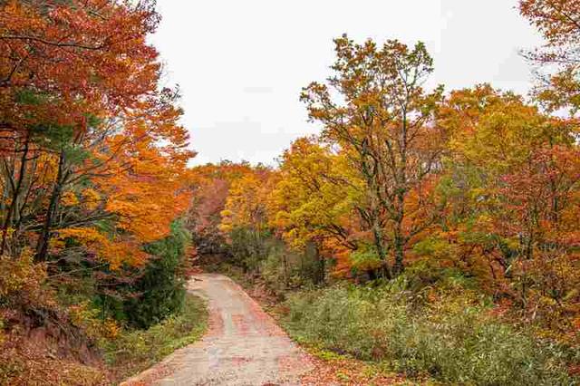 四川通江：黄柏林场红叶满坡红