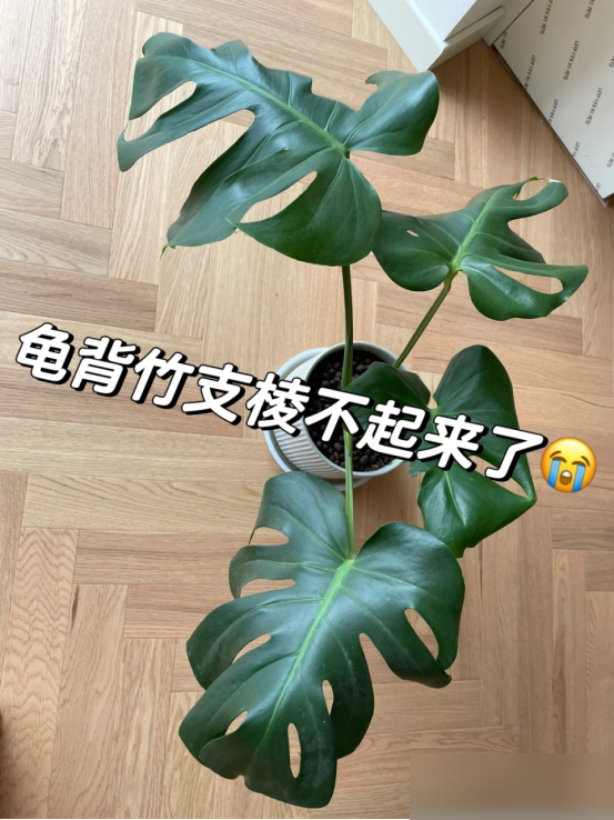 “阴花不能进阳宅”，家里若有这5种花，请赶紧“搬出去”！