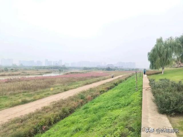 乘上地铁10号线到灞渭桥湿地公园，大片粉黛乱子草等着你打卡！