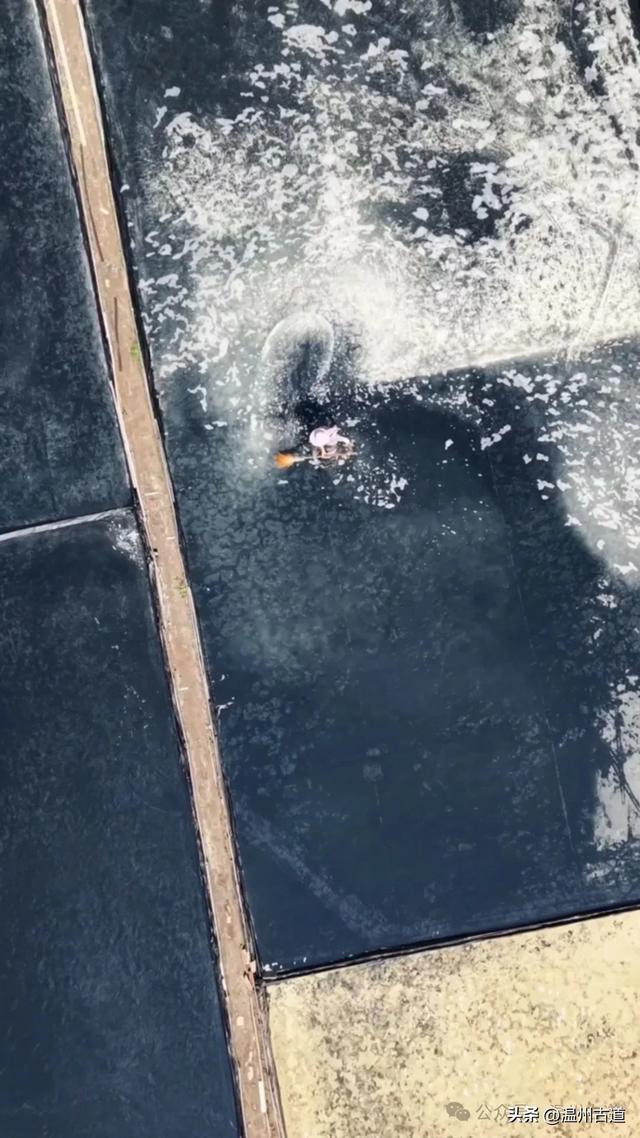 沧海桑田，温州那最后的盐田，你去过吗！