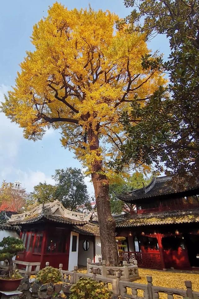 秋色限定!沪上园林已达颜值巅峰→