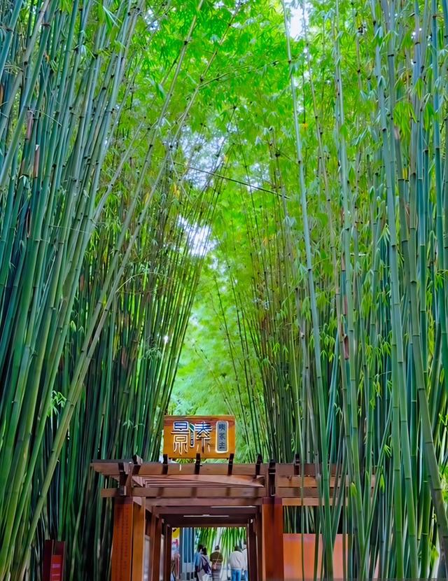 11月第一个周末，雨中翠湖公园