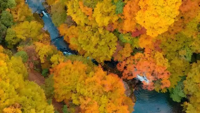 央视点赞的旺苍红叶有多绝？这些亮眼特色，承包你整个秋天的浪漫