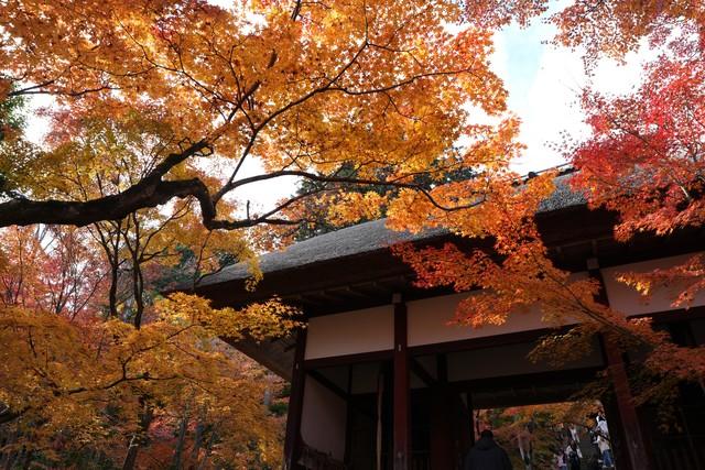 断航不扫秋兴！5个国内"熟透秋景"平替日本，规模颜值双碾压！