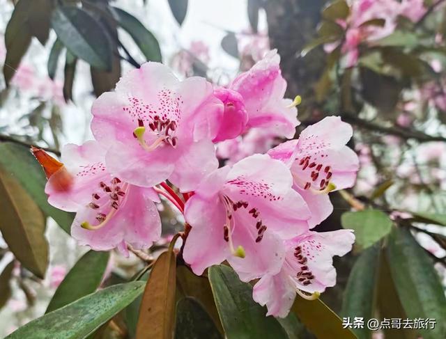 四川又一高山杜鹃惊艳了，刚好进盛花期，云海中的花园，非常唯美