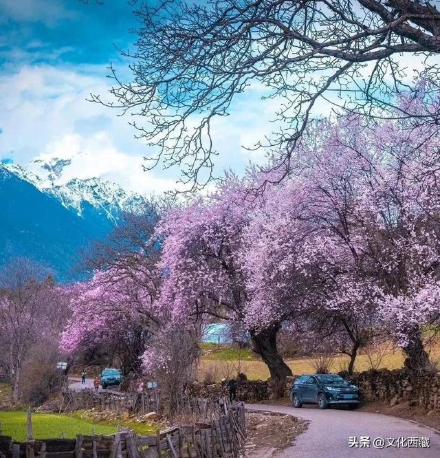 西藏这个地方，即将火爆！真正定义了什么是顶级春色！