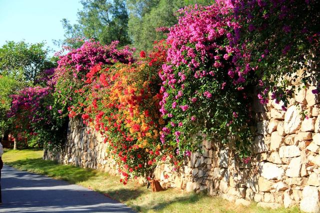 国风骑士踏雪寻花，马岭观花植物园开启冬日沉浸式文旅体验