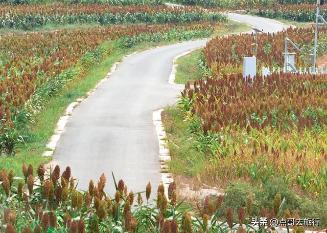 周末快冲！成都附近最大高粱梯田，红色浪漫超级壮观，公交车直达