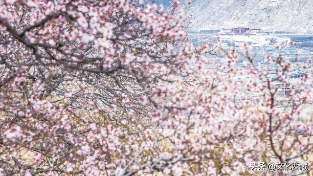 西藏，旅行天花板！2026年的最全玩法，就在这篇里→