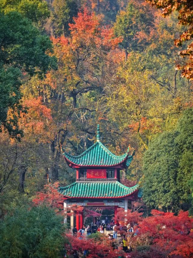 南方冬意，藏在这一亭红枫里