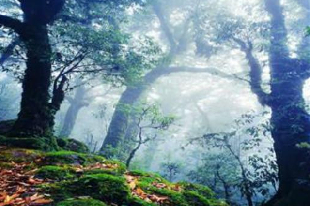 散文 | 梁 平：遥远的哀牢山