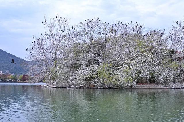当水杉红遇上元旦红，这个假期来湘湖点亮新年希望~
