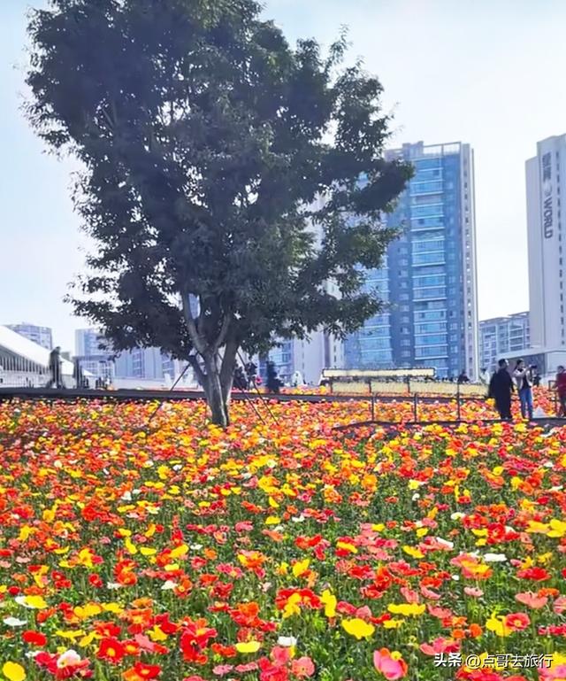 成都最美的虞美人花开了，美丽又壮观，给人震撼的视觉冲击力！