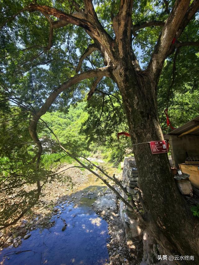 秦岭深山一条导航不出来的路，却是一条千年古道，有老屋有古树