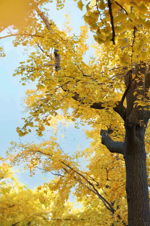 山东：时至初冬，银杏正当时