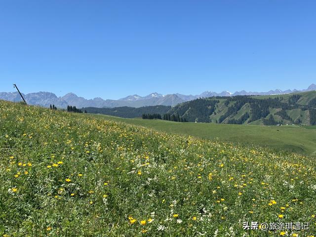 自驾北疆秘境江布拉克，雪山森林草地麦田交相辉映，媲美那拉提