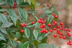 有毒！路边看到红果实要注意啦！图片