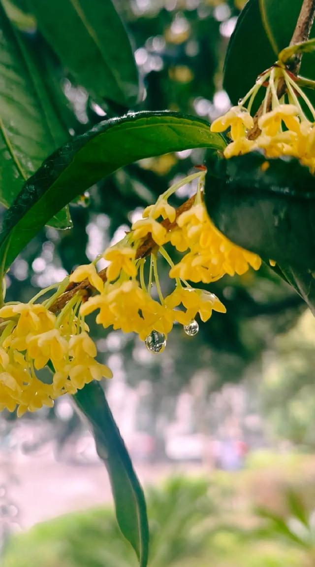 轨道直达，重庆最佳赏桂花的地点安排好了→