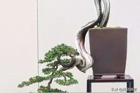 盆景爱好者的天堂——悬崖式盆景鉴赏图片