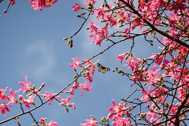 深活指南｜免费！深圳这些赏花点美成漫画，不允许有人不知道！