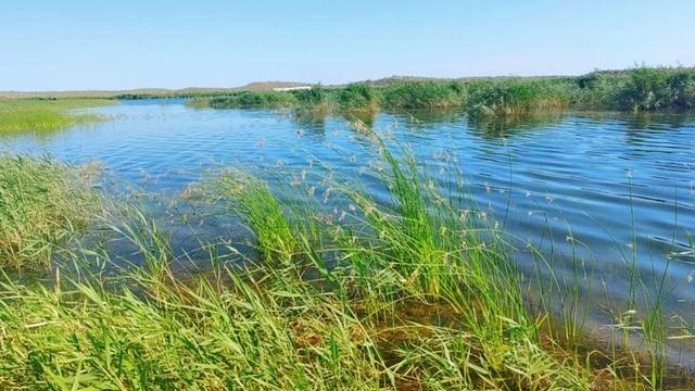 沙漠深处的生态奇迹：探访136团小拐无名湖湿地