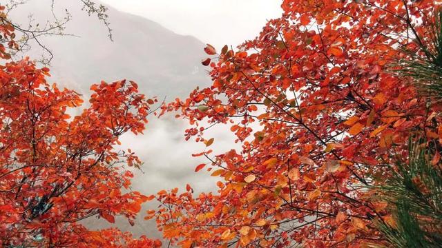 接下来的一个月，来汉中赏红叶就对了