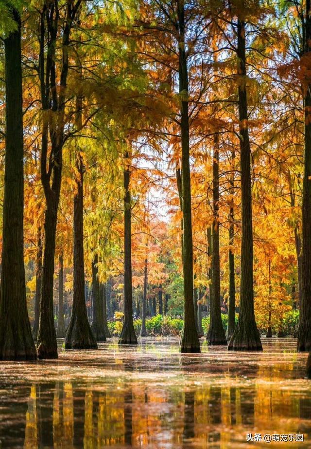 涨渡湖水杉林悄然燃烧，火红倒影美如画，错过再等一年