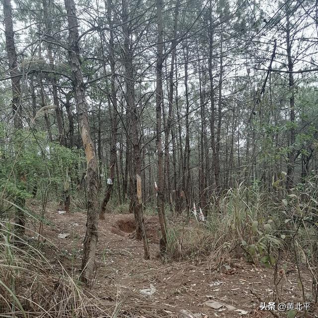 广西南宁市武鸣区深山里有战国古墓群，数量庞大极为罕见