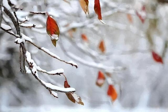 今年最冷时间表公布了，什么时候最冷？2026年春节冷不冷？长见识