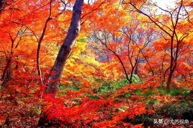 南京的浓颜是枫叶林给的！18个机位+时间点，避开人潮拍出大片